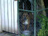 Zena in Kennel.JPG (120599 bytes)