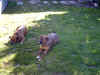 dogs.jpg (246512 bytes)